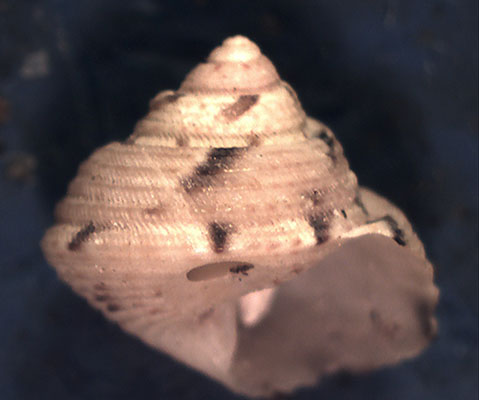 Trochidae da identificare