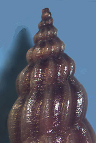 Mangelia sicula?