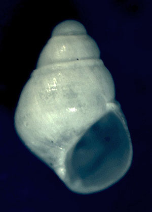 Odostomia striolata