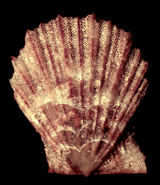 Manupecten pesfelis?