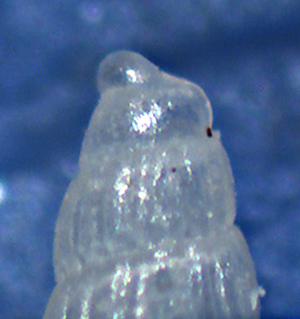 Chrysalidda da identificare