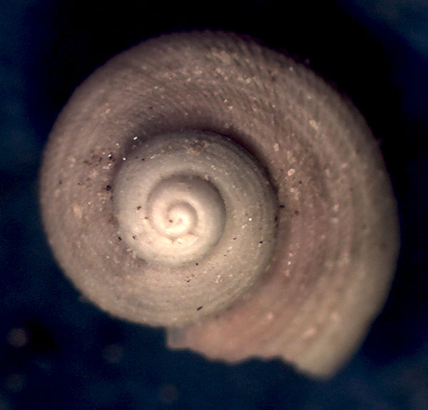 Trochidae da identificare