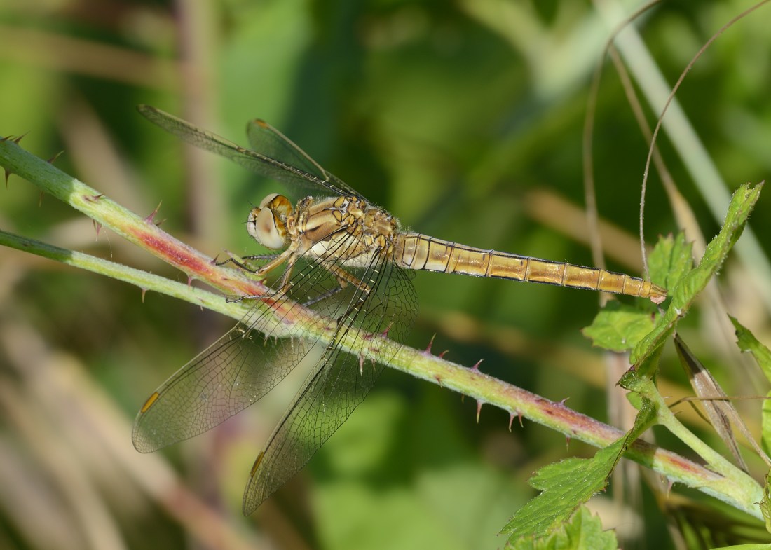 Sympetrum da ID