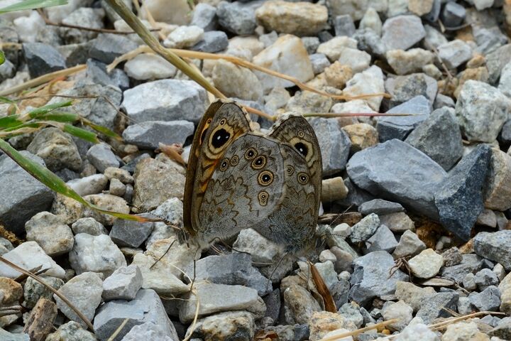 ID Accoppiamento - Lasiommata maera