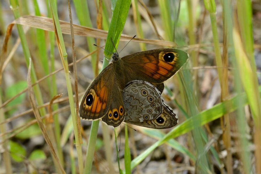 ID Accoppiamento - Lasiommata maera