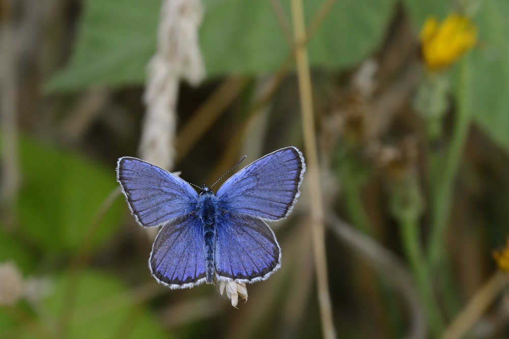 Licenidae da ID - Plebejus (Plebejus) idas