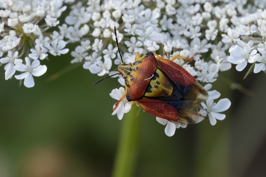 Pentatomidae: Carpocoris pudicus del Ponente Ligure