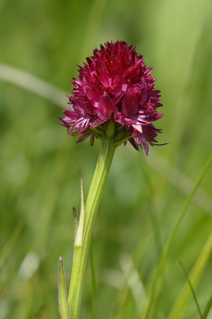 Conferma Nigritella corneliana