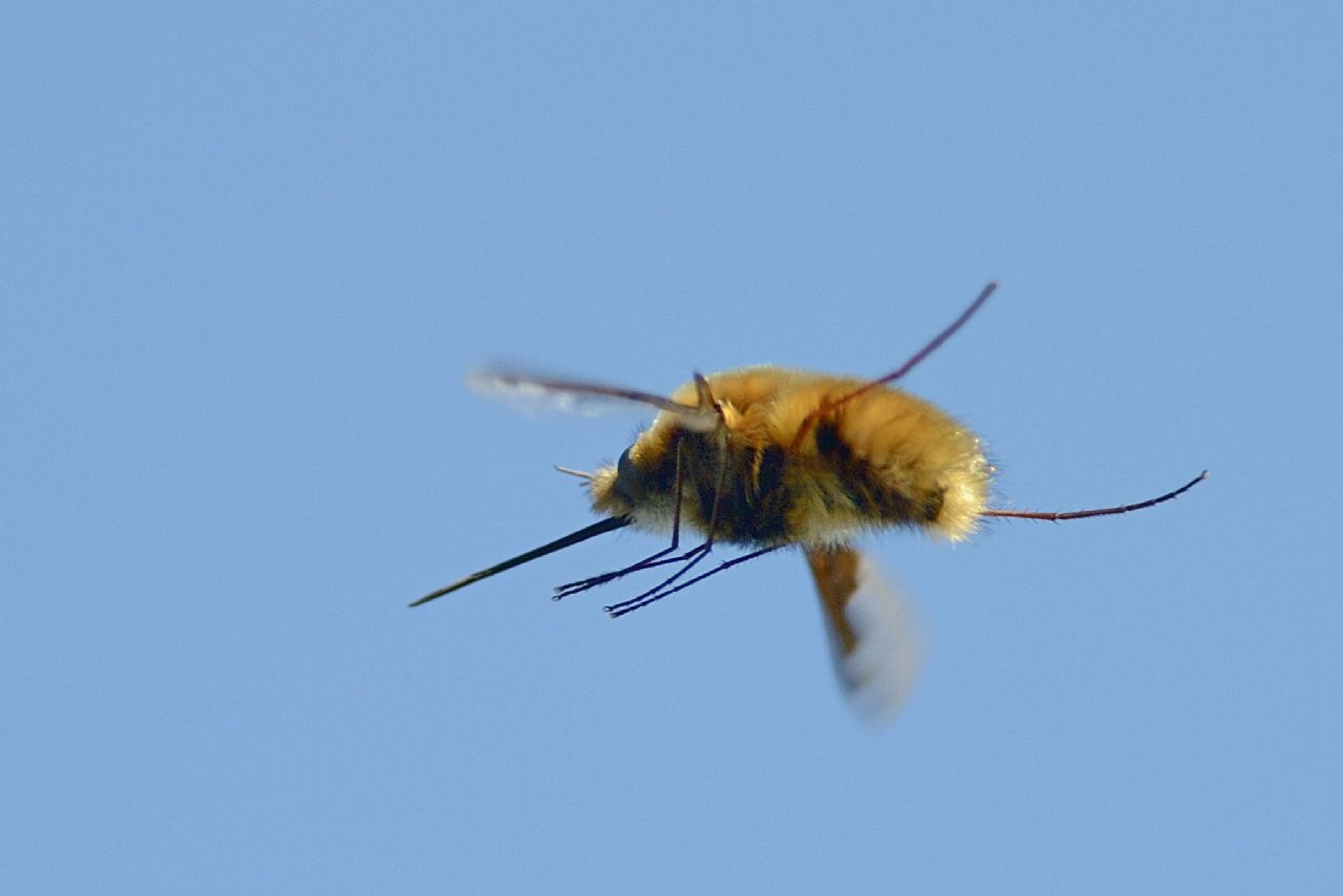 Imenottero ...No. Bombylidae