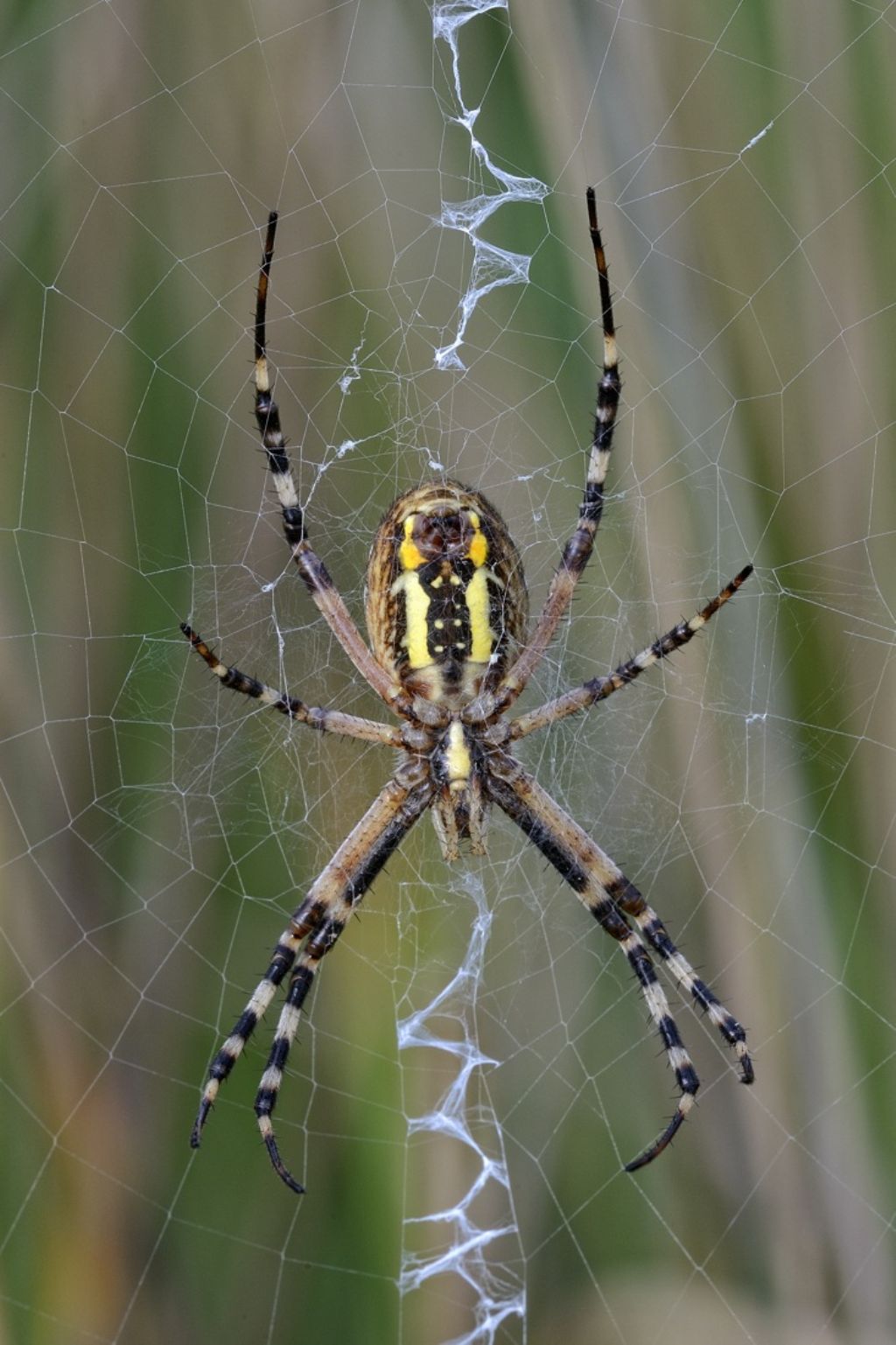 Argiope bruennichi - Ceresole d''Alba (CN)