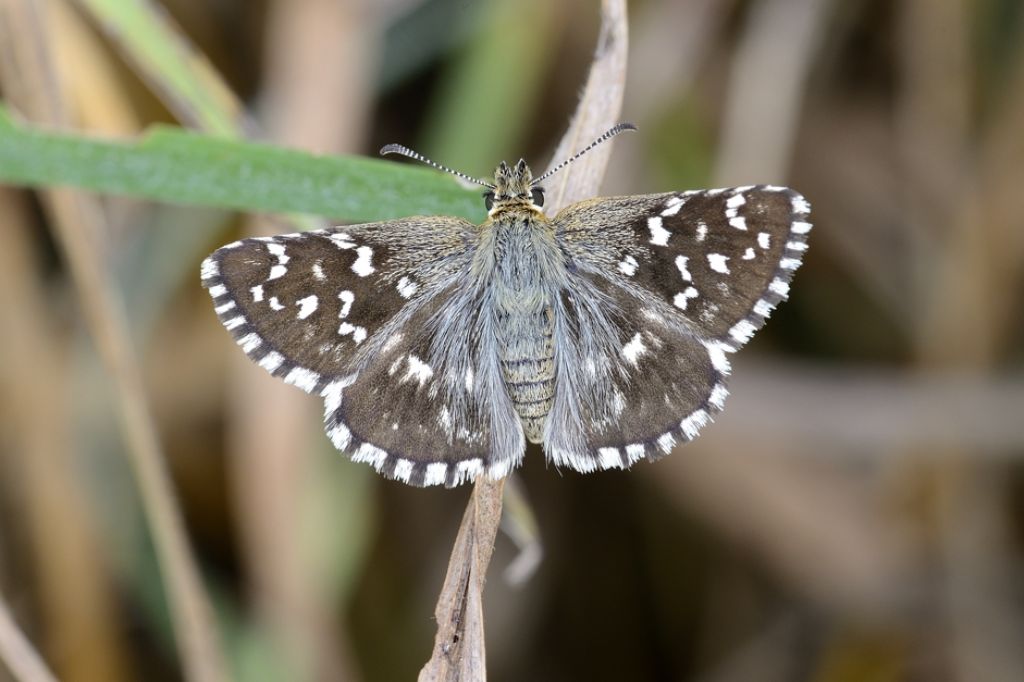 Pyrgus malvoides (Hesperiidae)