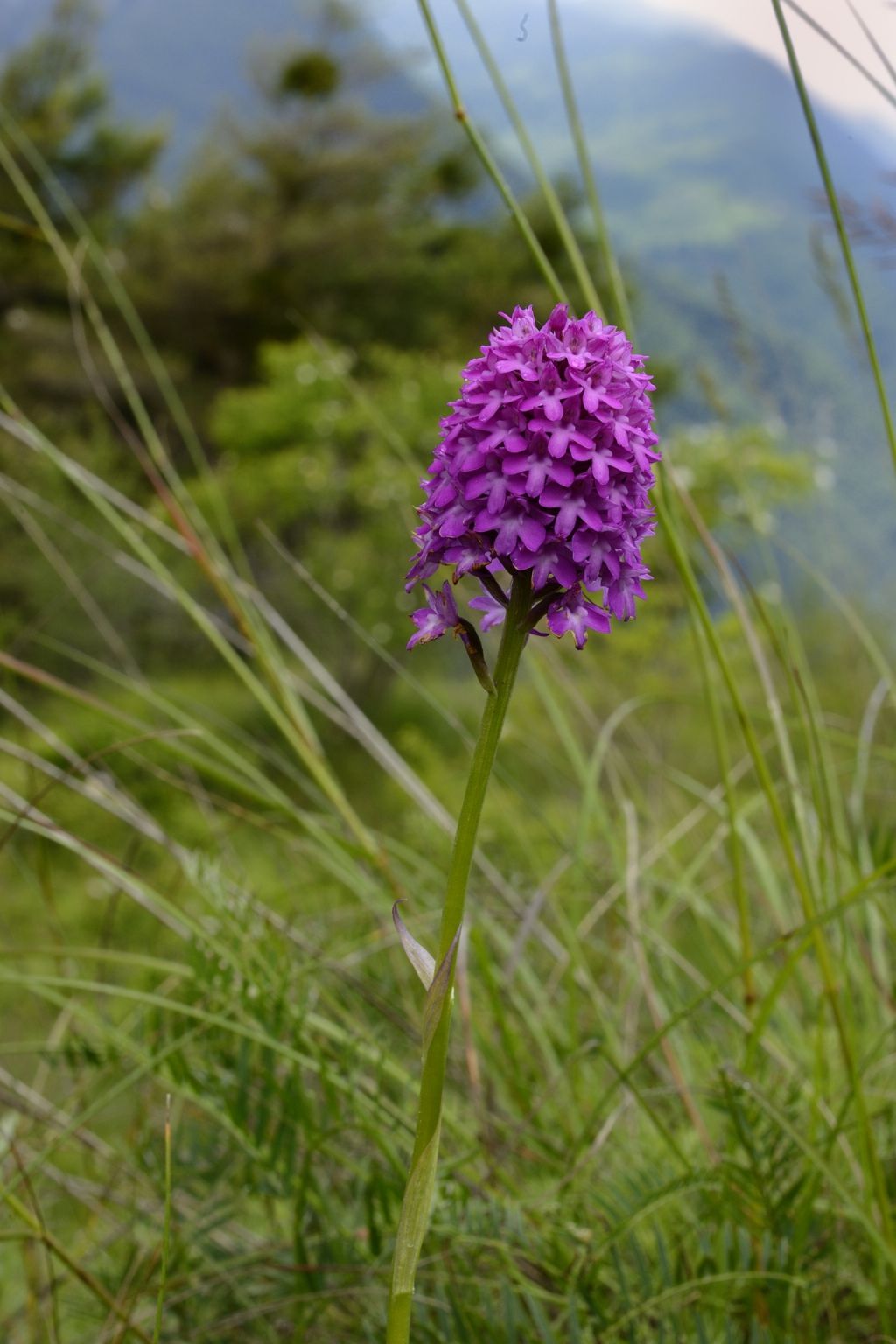 Anacamptis pyramidalis