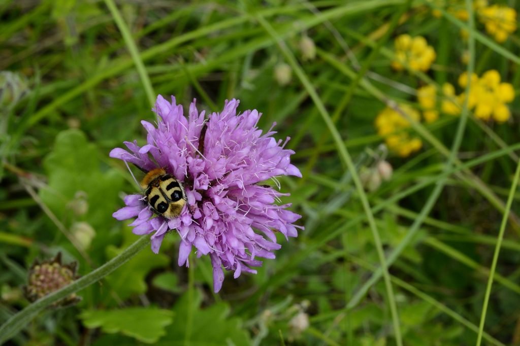 Knautia sp.