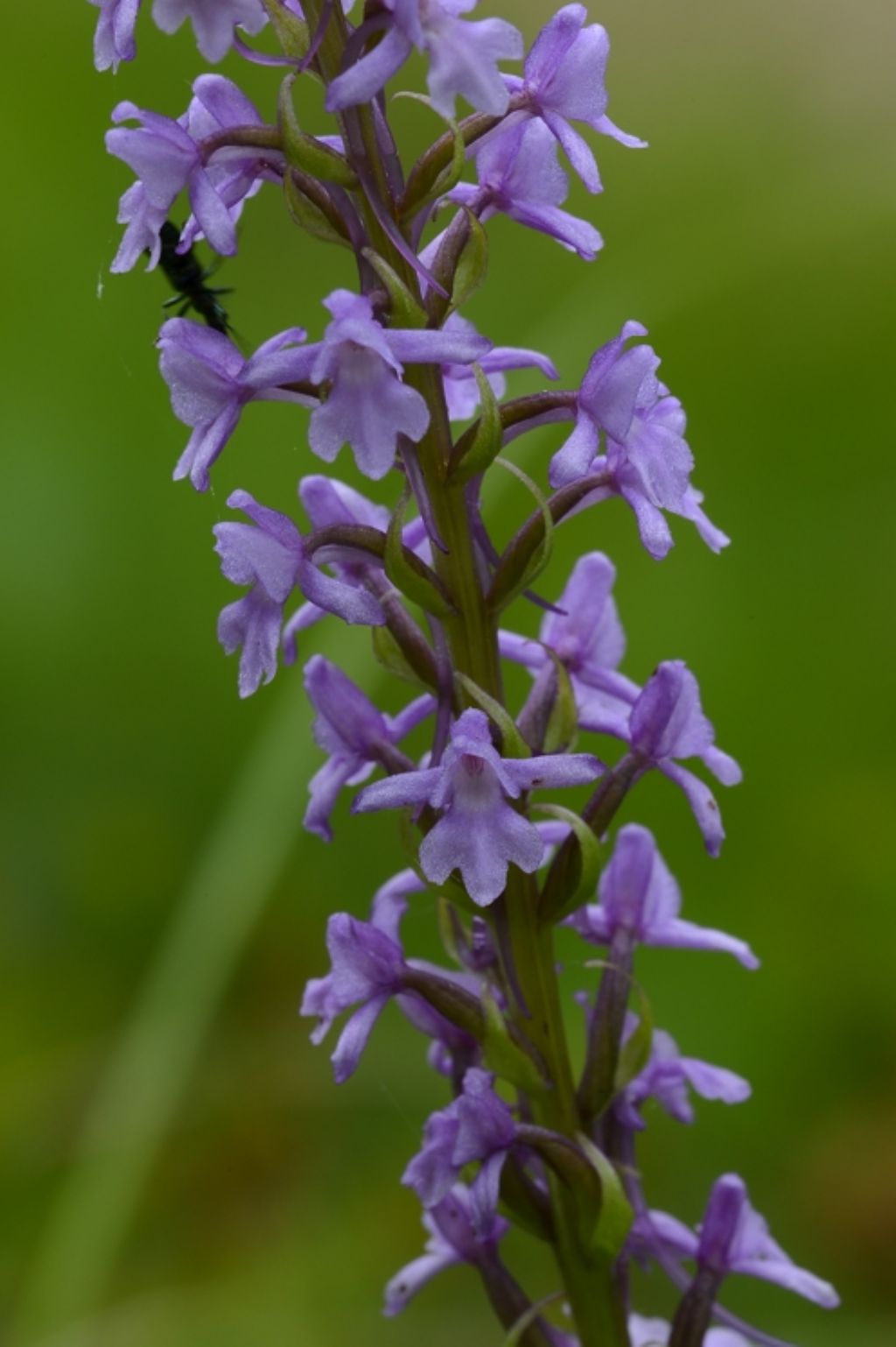 Gymnadenia conopsea