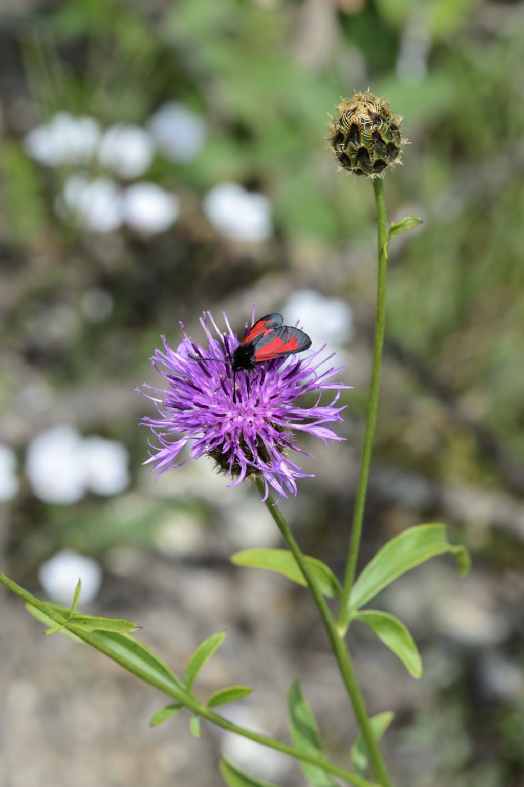 Zygaenidae da identificare - Zygaena (Mesembrynus) purpuralis