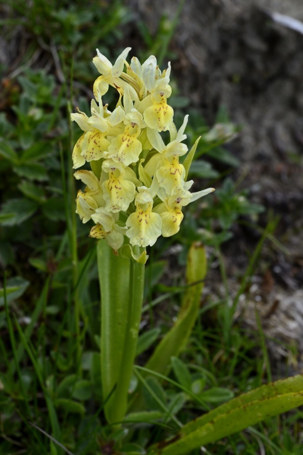 Dactyclorhiza sambucina da confermare