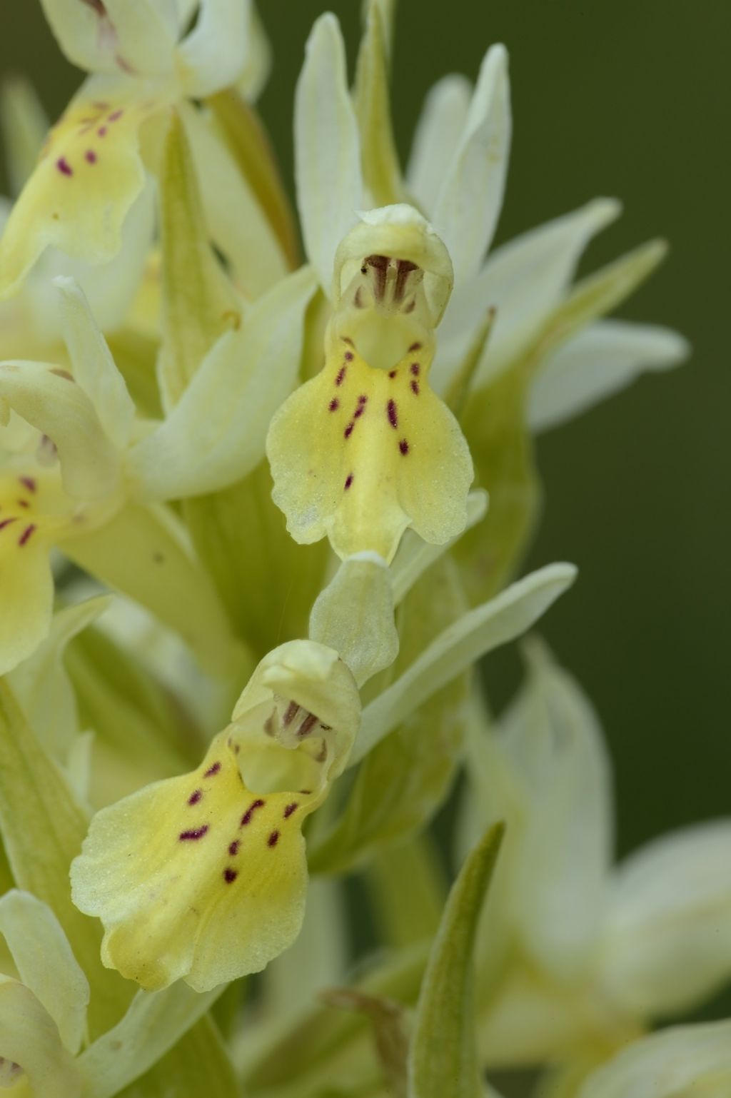 Dactyclorhiza sambucina da confermare