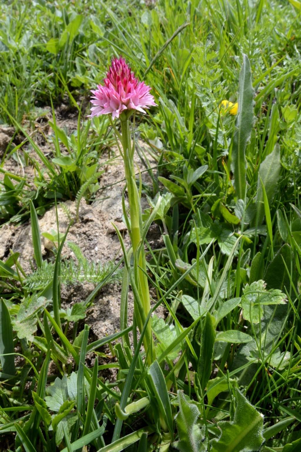 Conferma Nigritella var. vesubiana