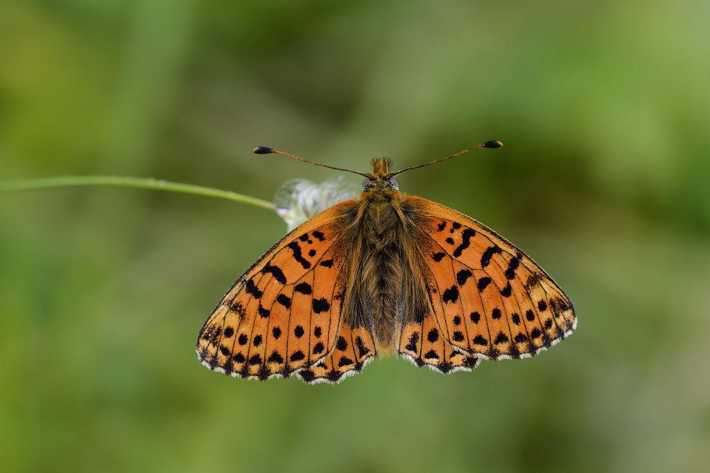 Farfalla da ID - Cfr. Boloria (Boloria) graeca, Nymphalidae