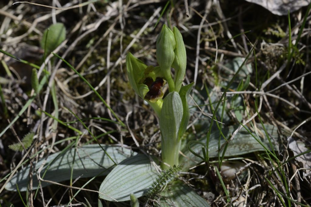 Ophrys sphegodes