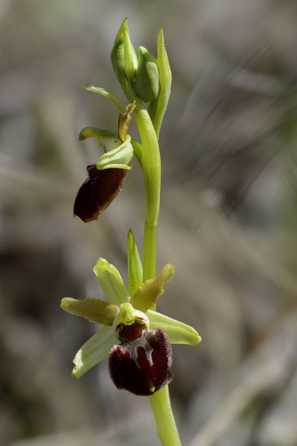 Ophrys sphegodes