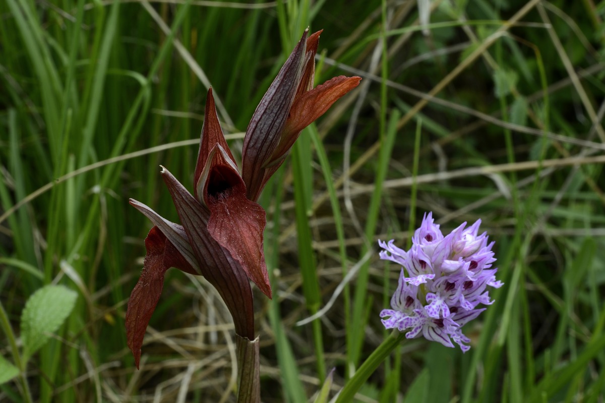 Conferma Serapias vomeracea