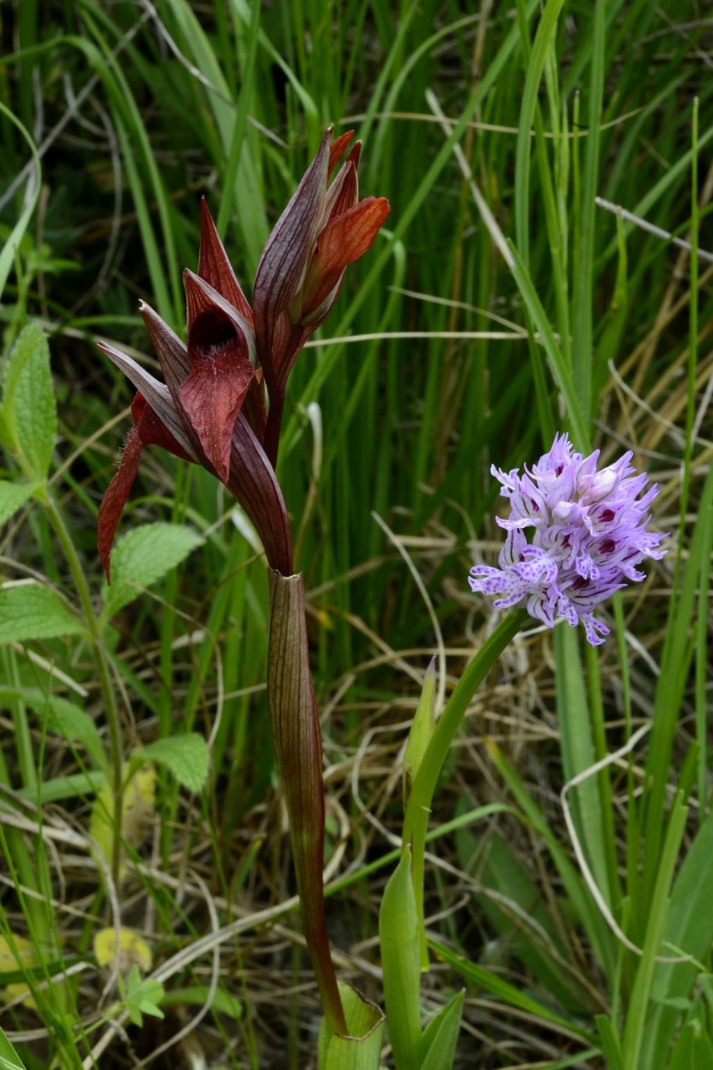 Conferma Serapias vomeracea