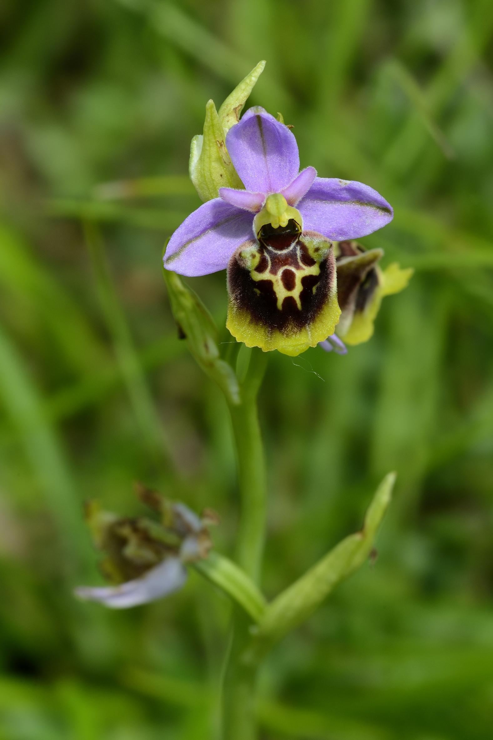 Orchidee da determinare