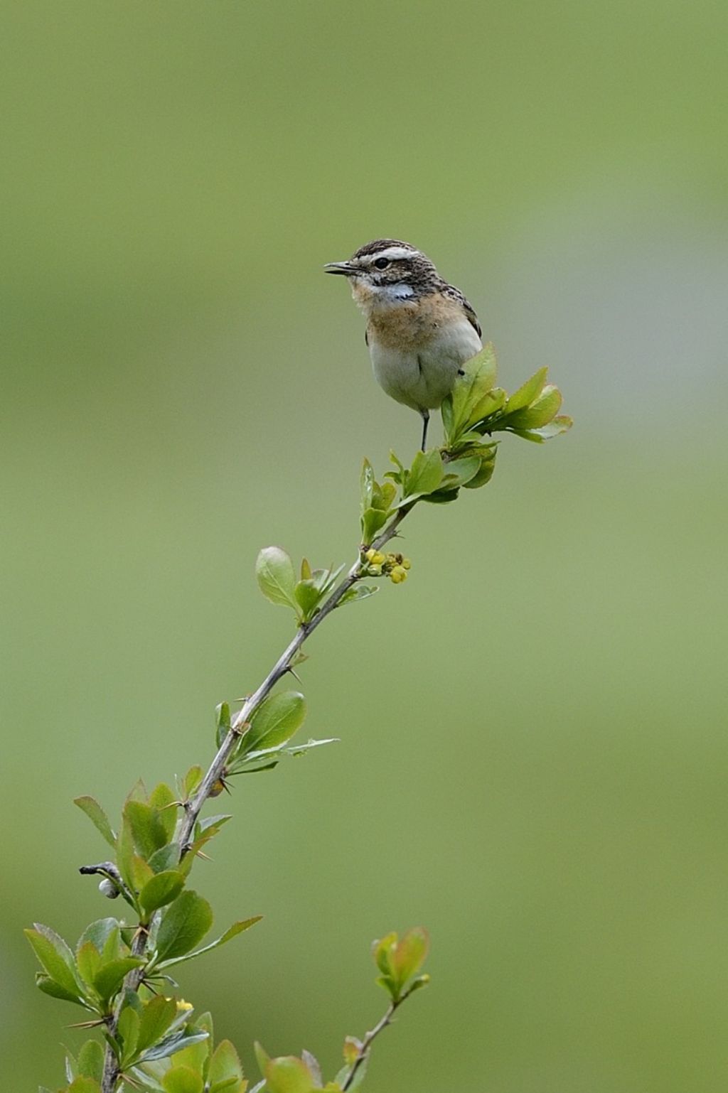 Stiaccino (Saxicola rubetra)