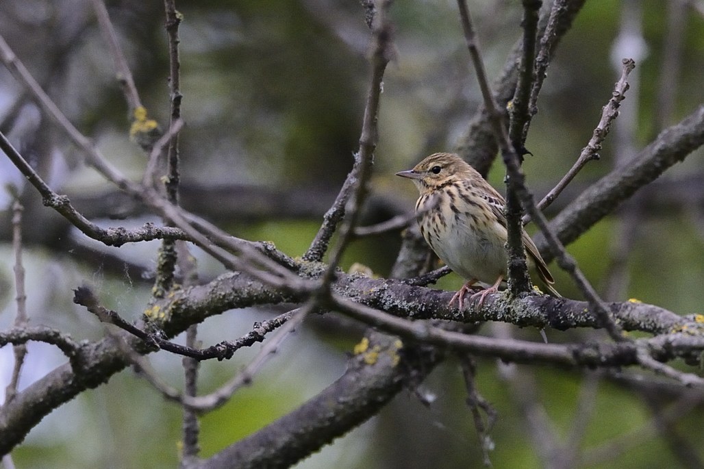 Prispolone (Anthus trivialis)