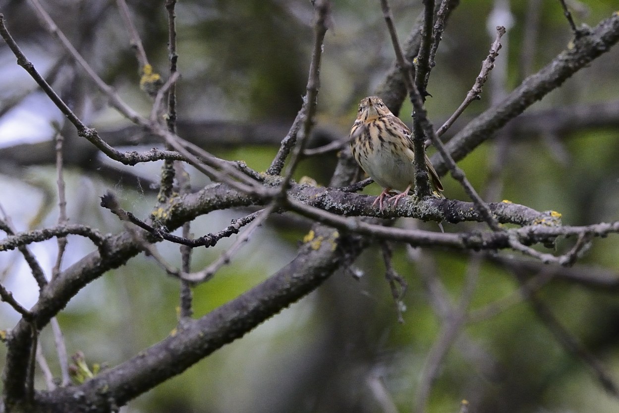 Prispolone (Anthus trivialis)