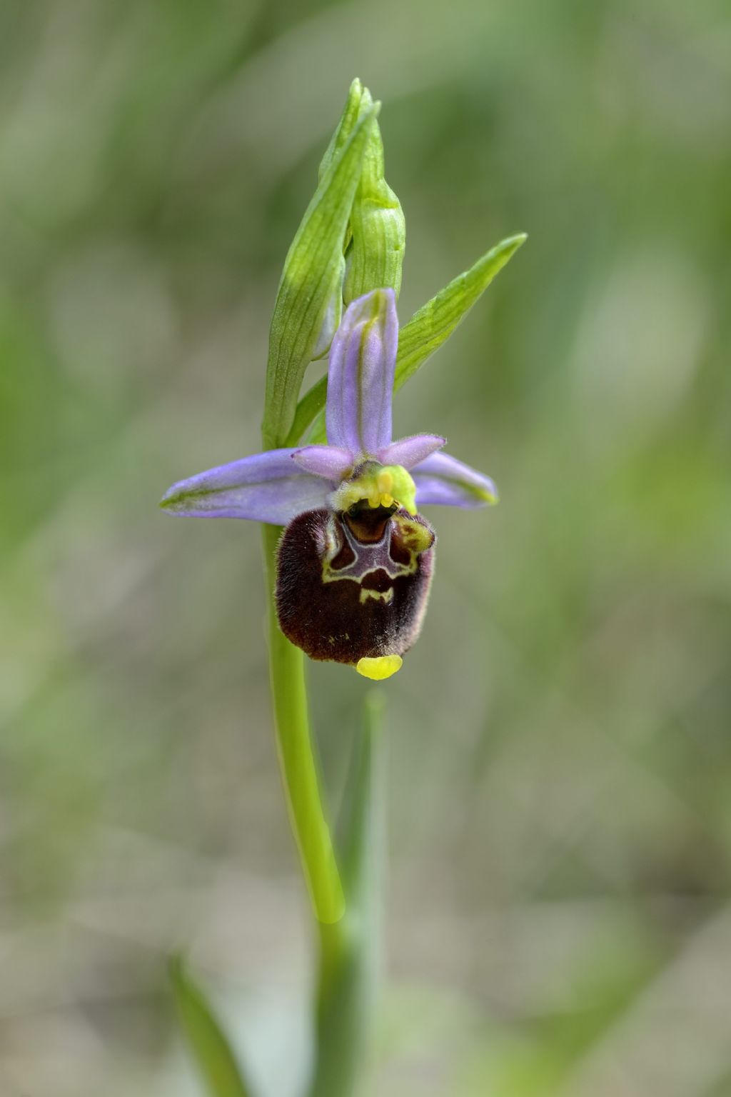 Ophrys da ID