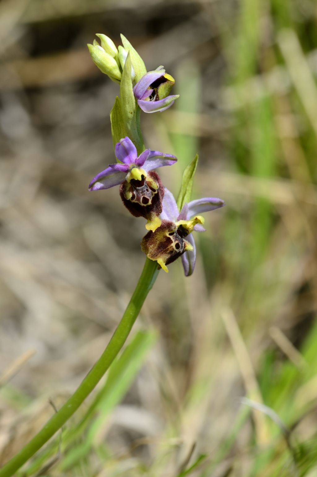 Ophrys holoericea subsp. holosericea