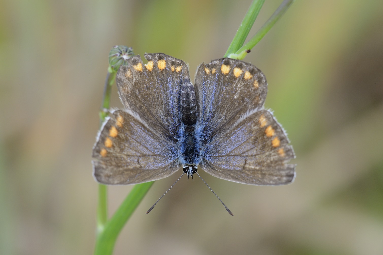 Farfalla da ID - Polyommatus sp