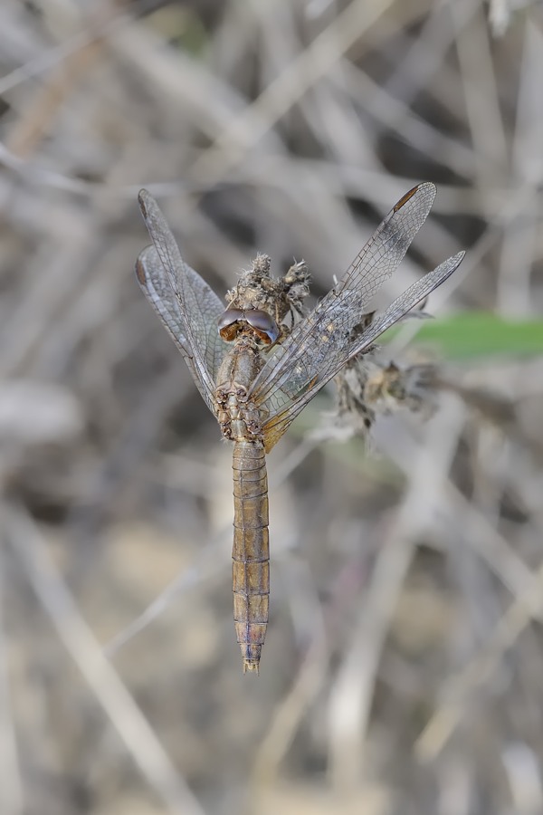 Croothemis femmina vecchiotta? - S