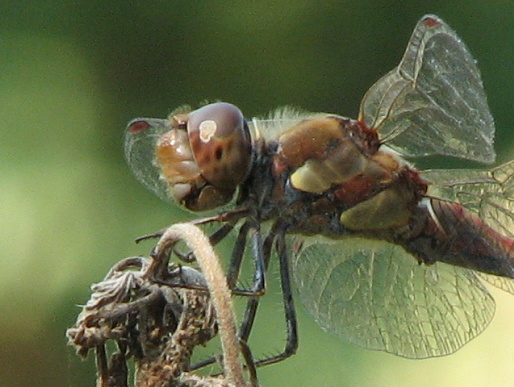 Libellula da id