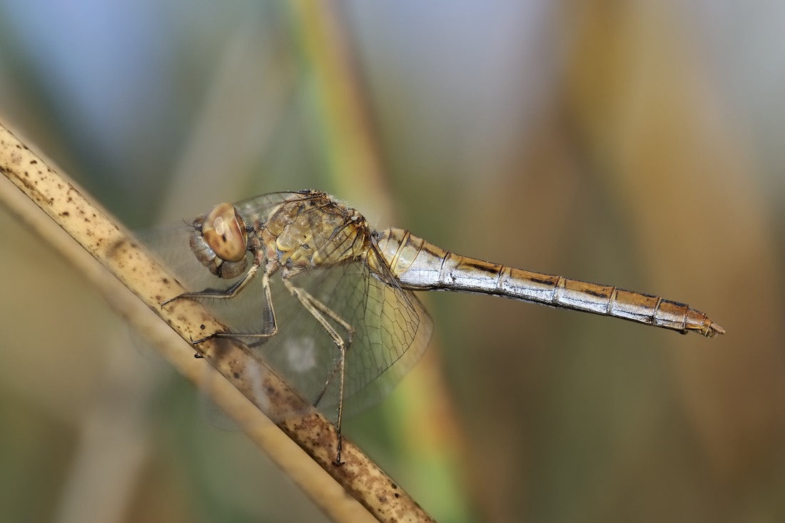 Sympetrum meridionale?