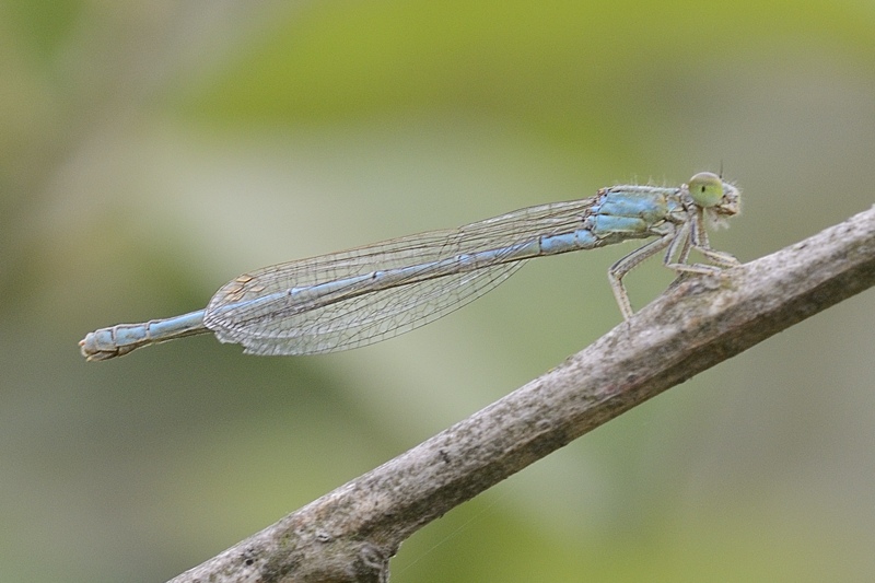 Damigella celeste