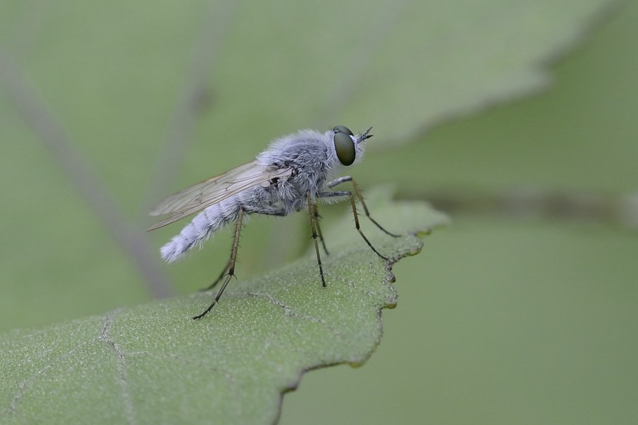 Maschio di Acrosathe annulata (Therevidae)