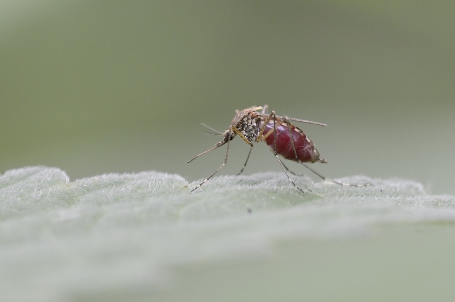 Zanzara (Aedes sp.?) gonfia di sangue.