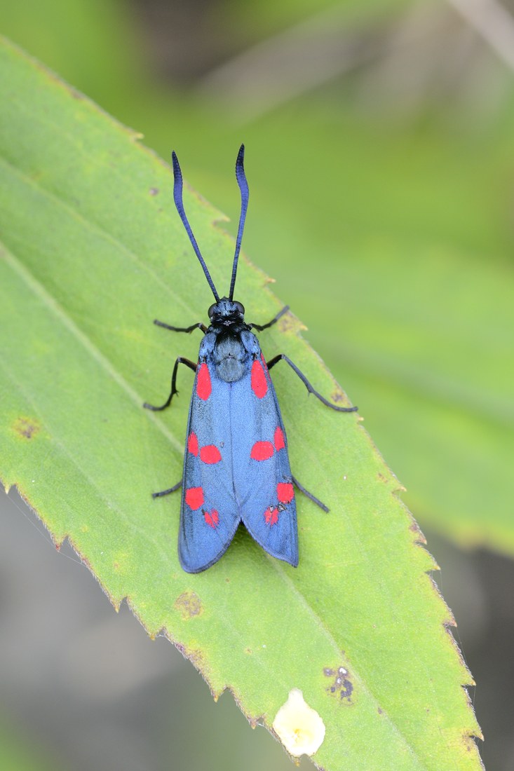 Zygaena da ID