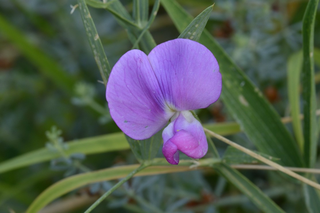 Lathyrus sylvestris