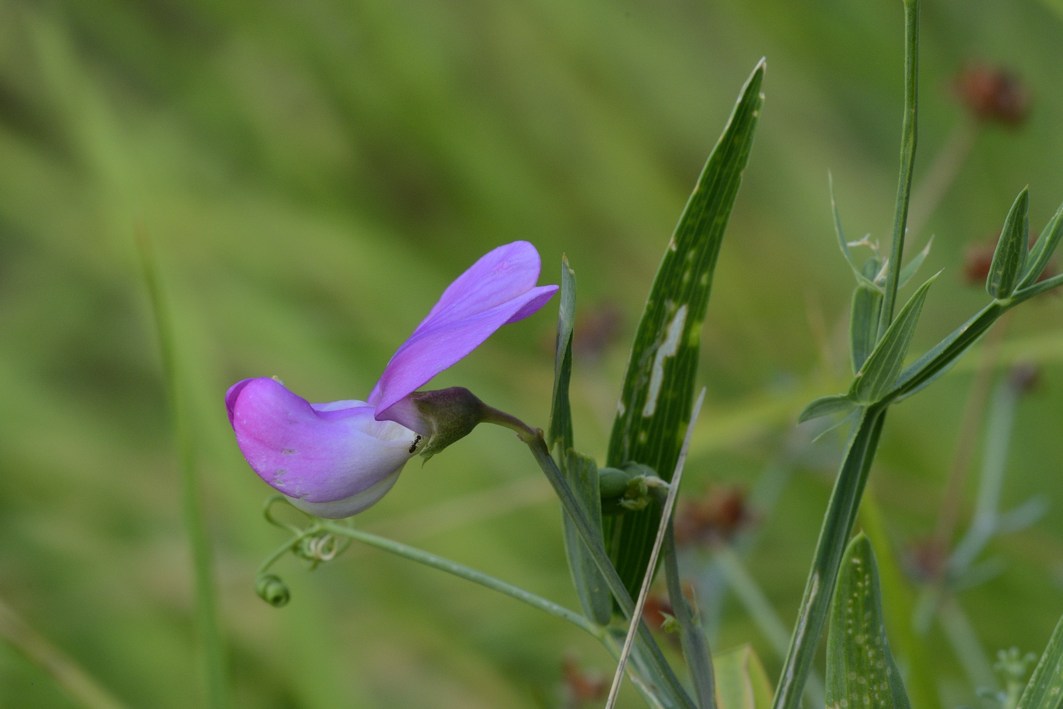 Lathyrus sylvestris