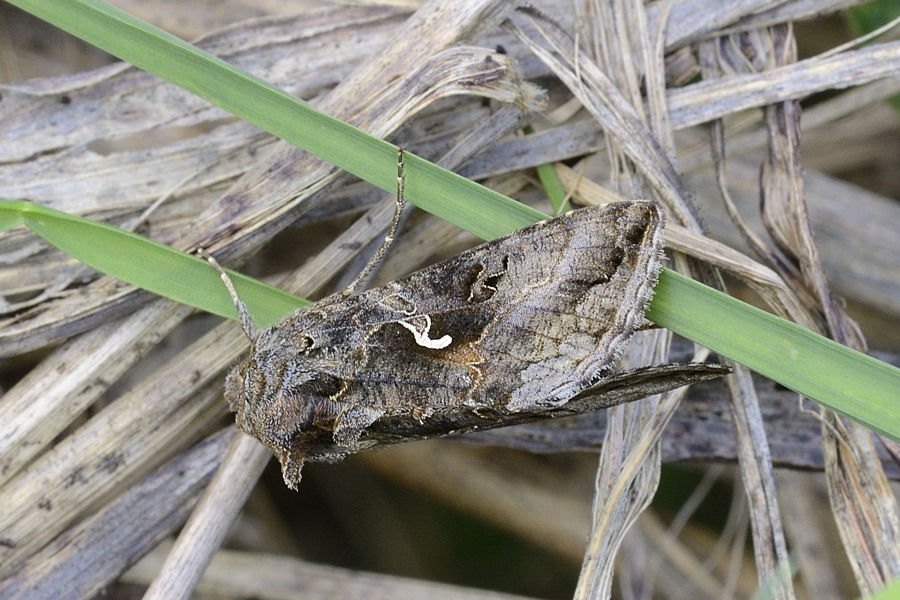 Abrostola reiplasia? - No, Autographa gamma