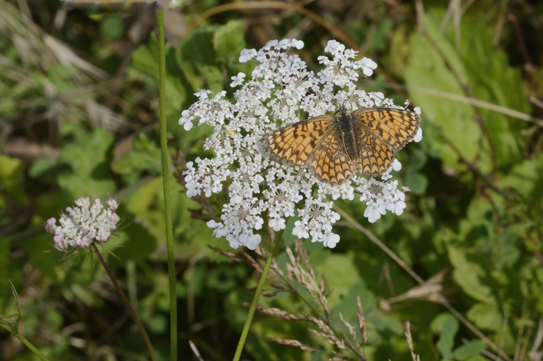 Farfalla da ID - Melitaea phoebe