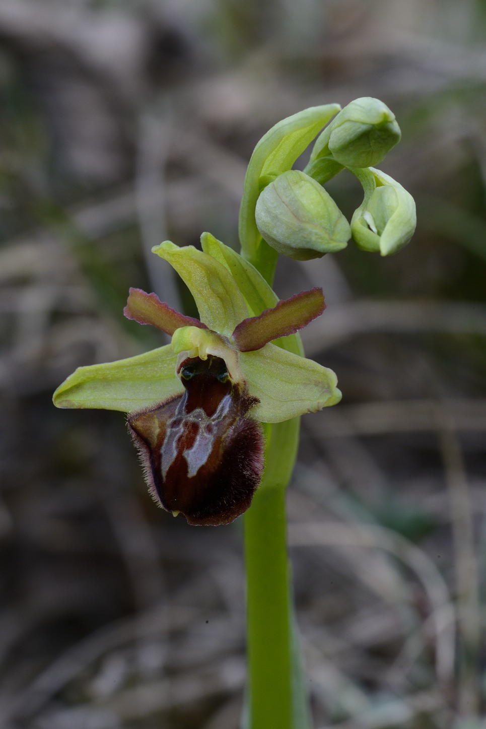 Ophrys sphegodes