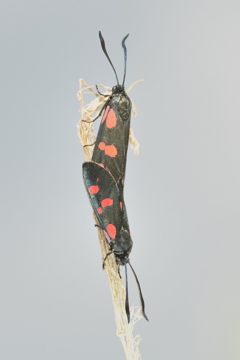 Zygaena da ID