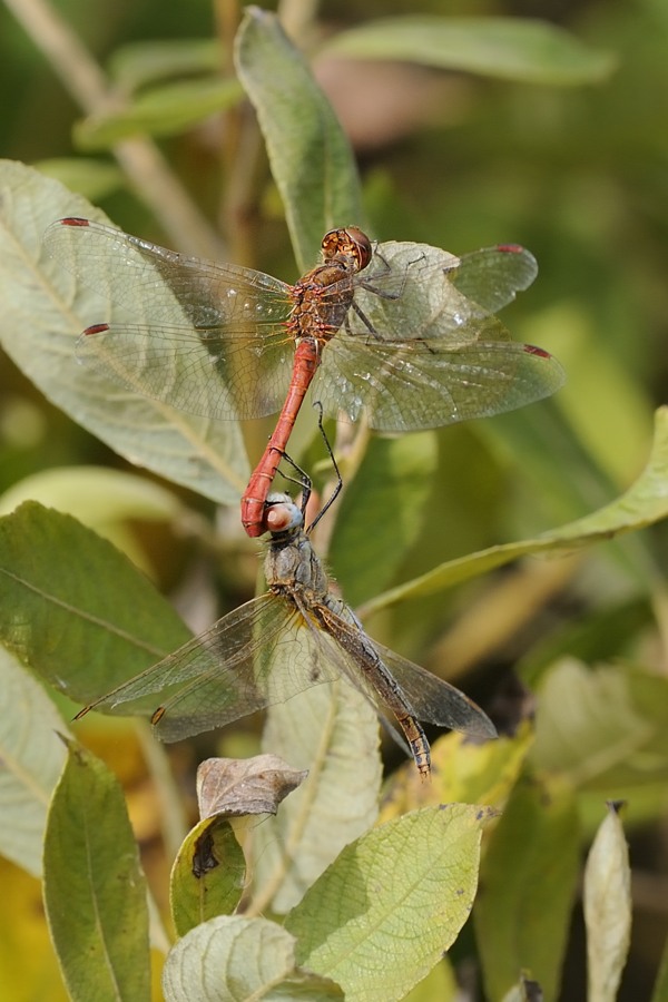 Sympetrum tandem: ♂ vulgatum x ♀ fonscolombii