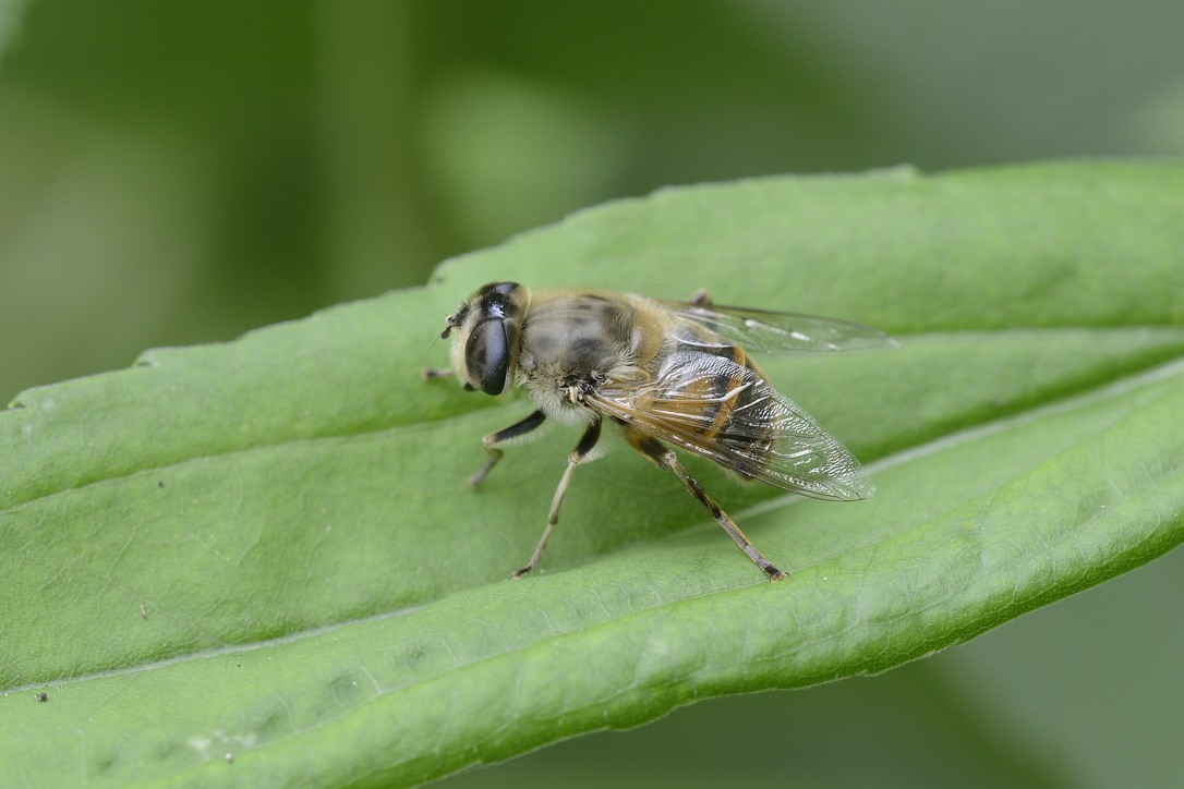 Femmina di Eristalis tenax