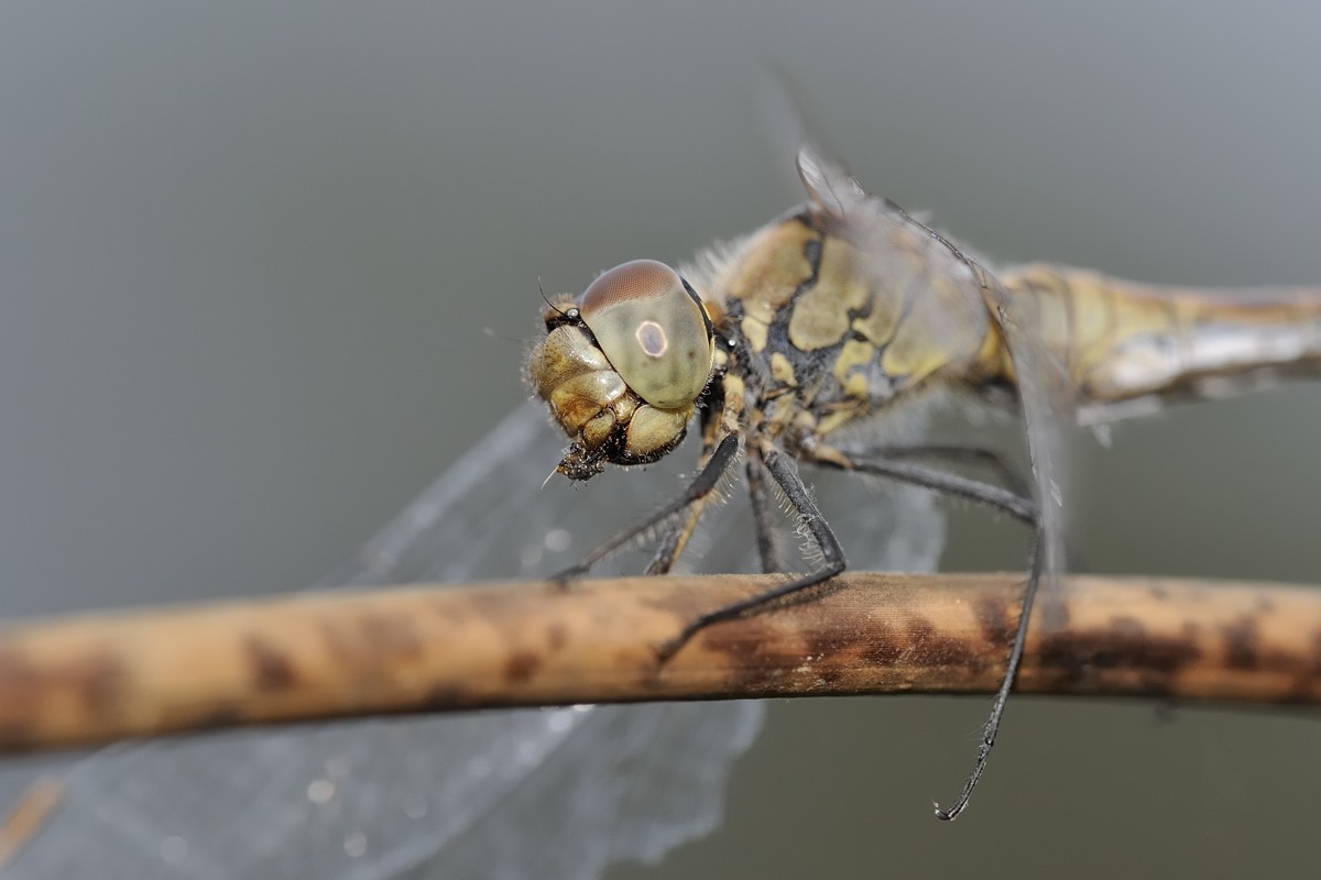 Sympetrum sanguineum femmina